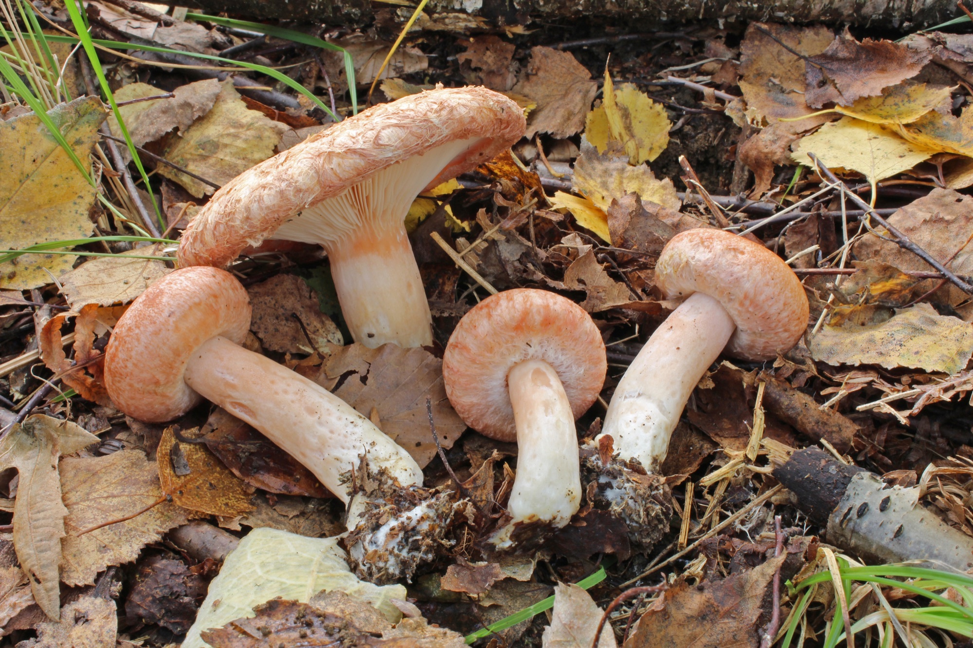 Lactaire à toison (Lactarius torminosus)