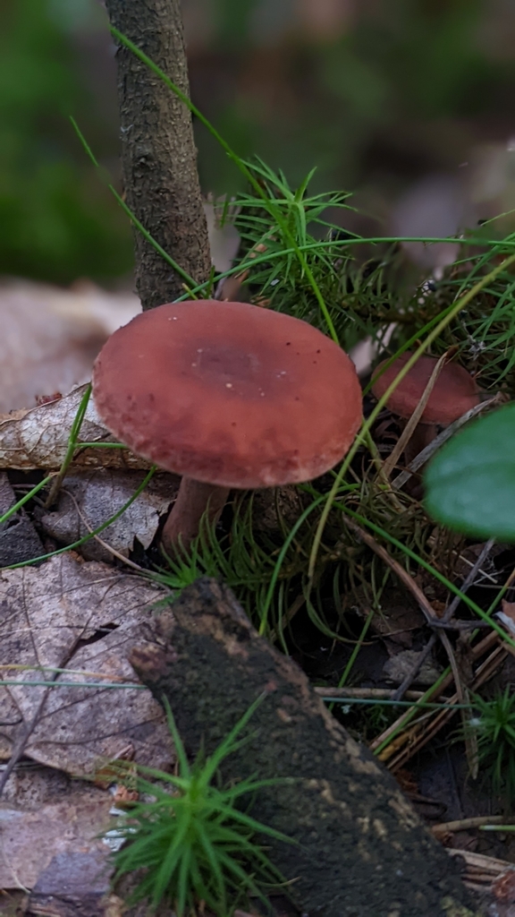 Lactaire camphré (Lactarius camphoratus)
