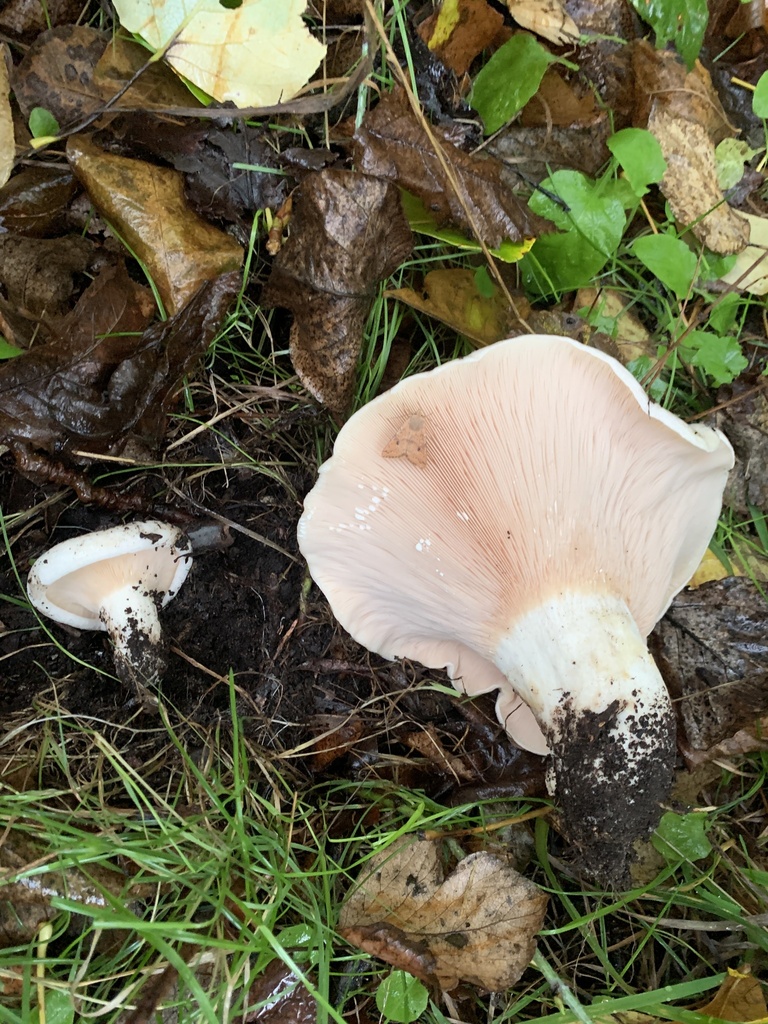 Lactaire controversé (Lactarius controversus)