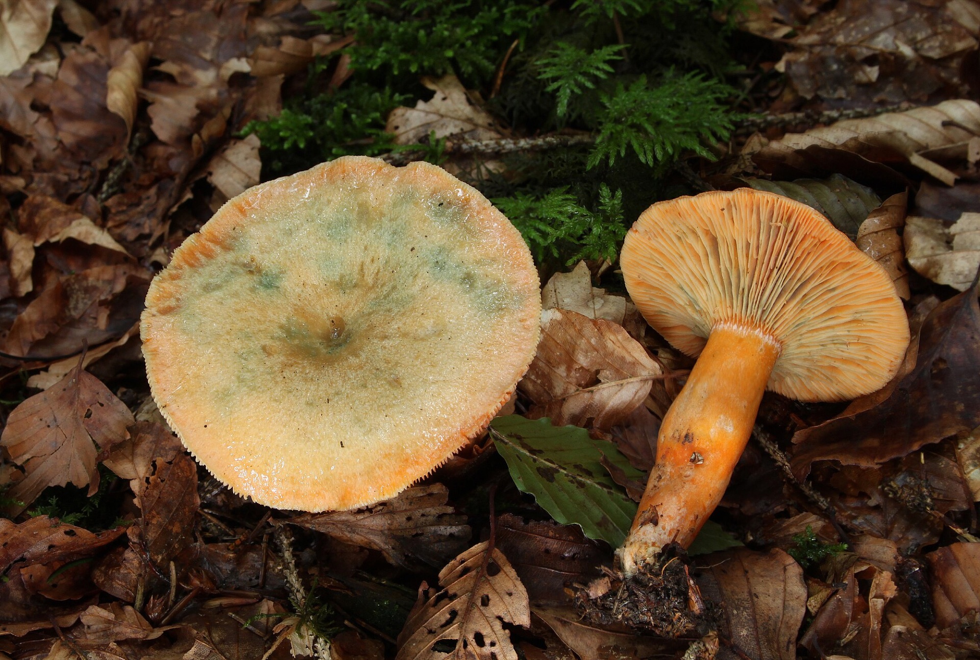 Lactaire des épicéas (Lactarius deterrimus)