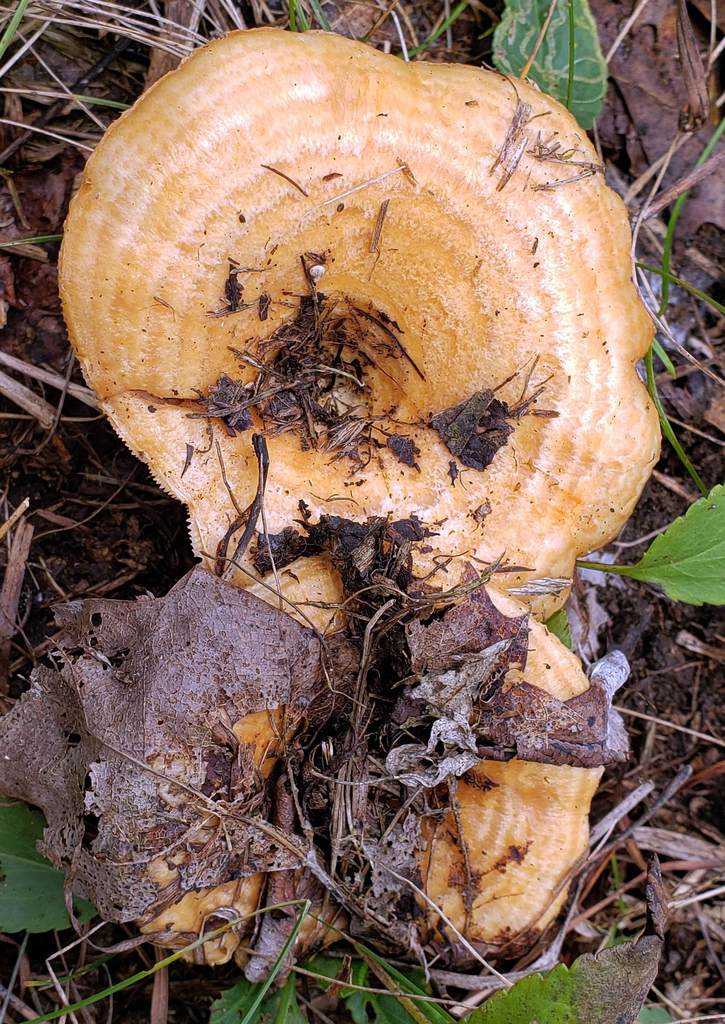 Lactaire des sables (Lactarius psammicola)