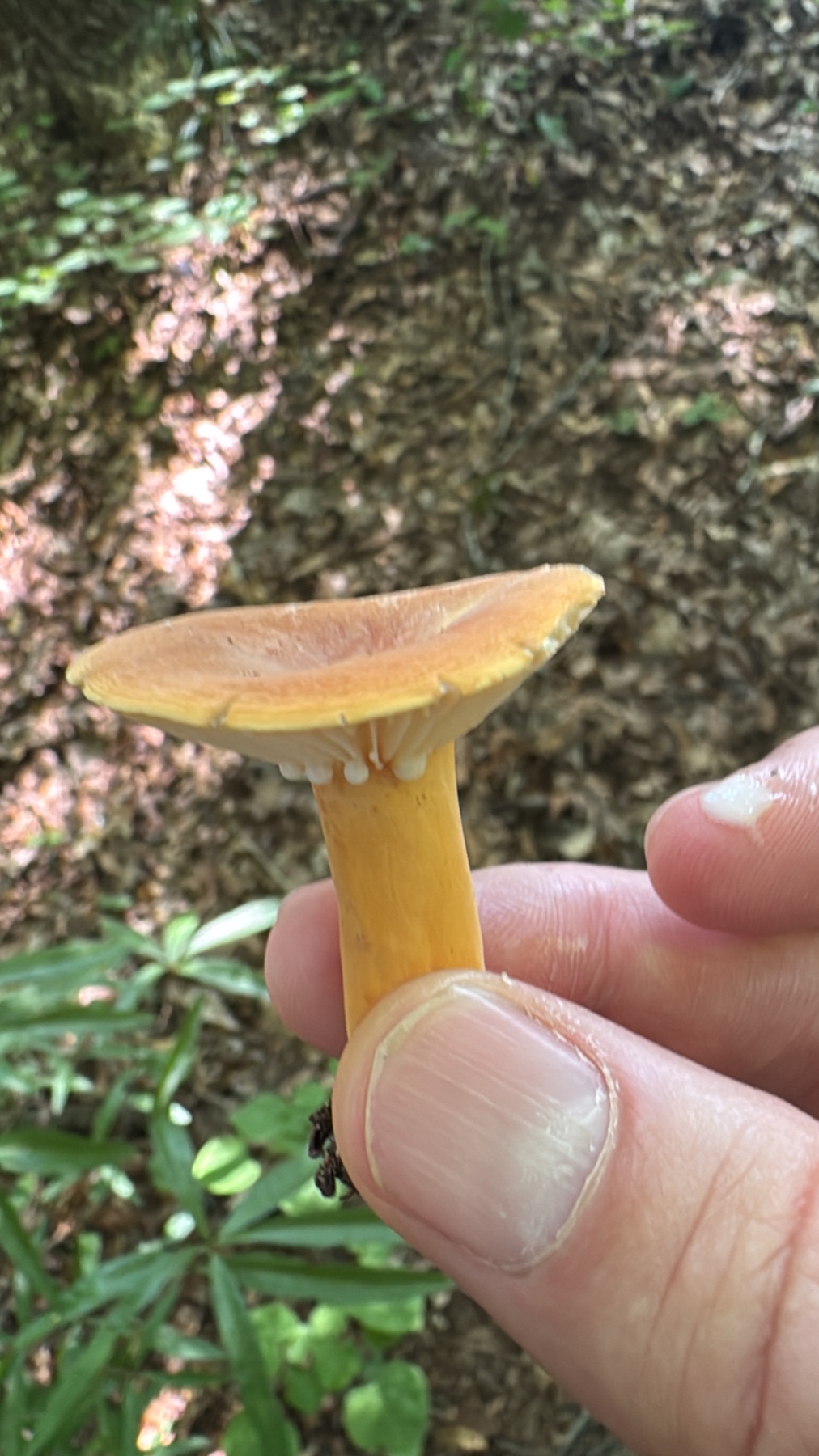 Lactaire hygrophore (Lactifluus hygrophoroides)