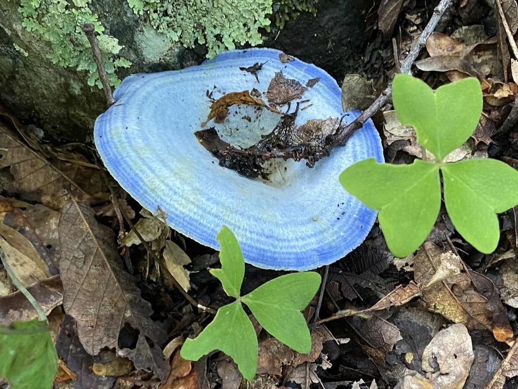 Lactaire indigo (Lactarius indigo)