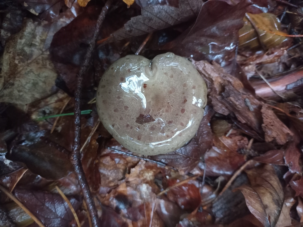 Lactaire muqueux (Lactarius blennius)