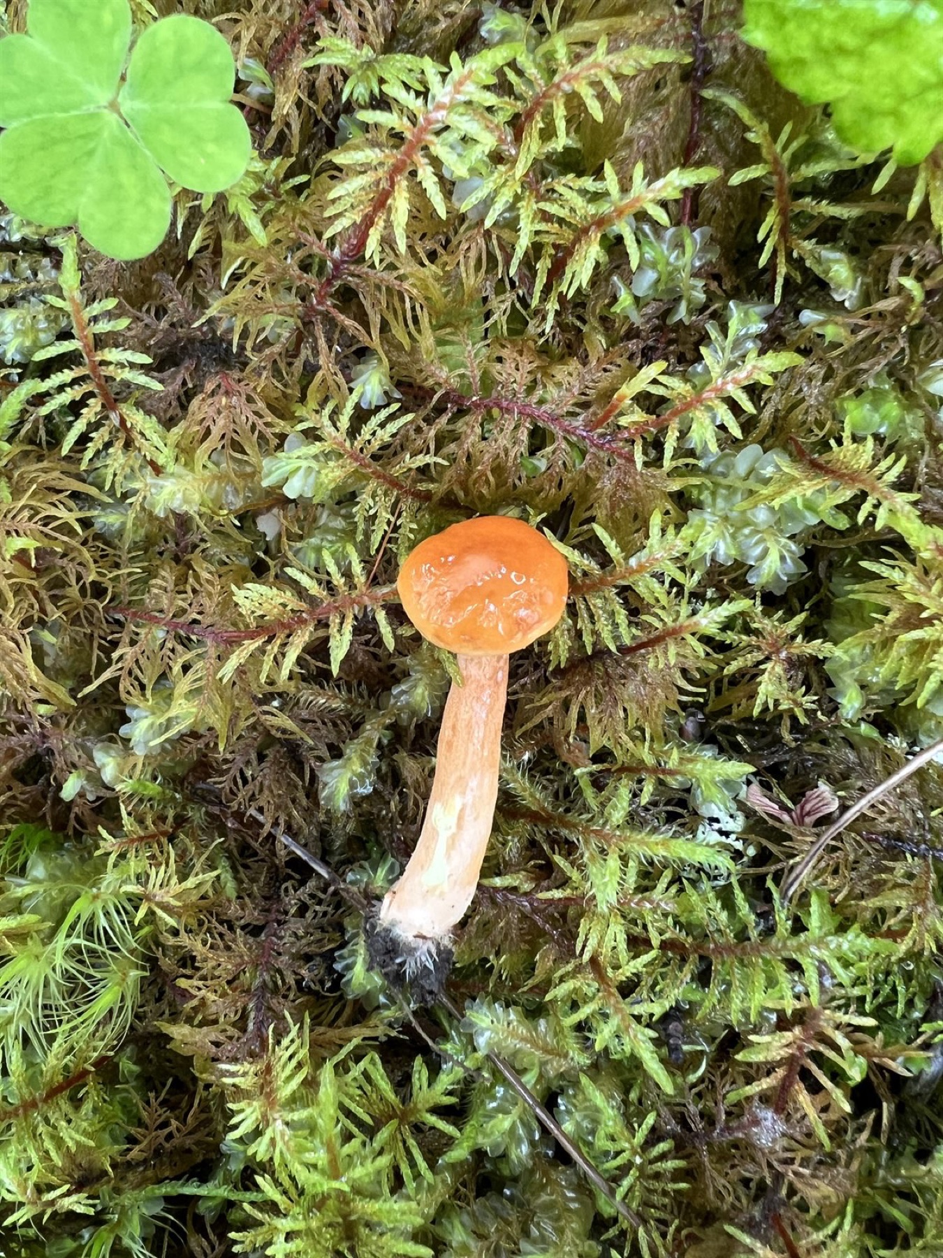 Lactaire orangé (Lactarius aurantiacus)