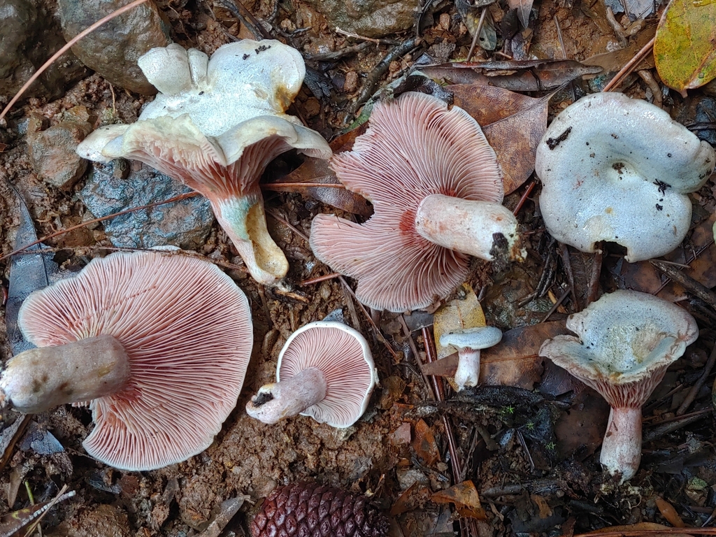 Lactaire paradoxal (Lactarius paradoxus)
