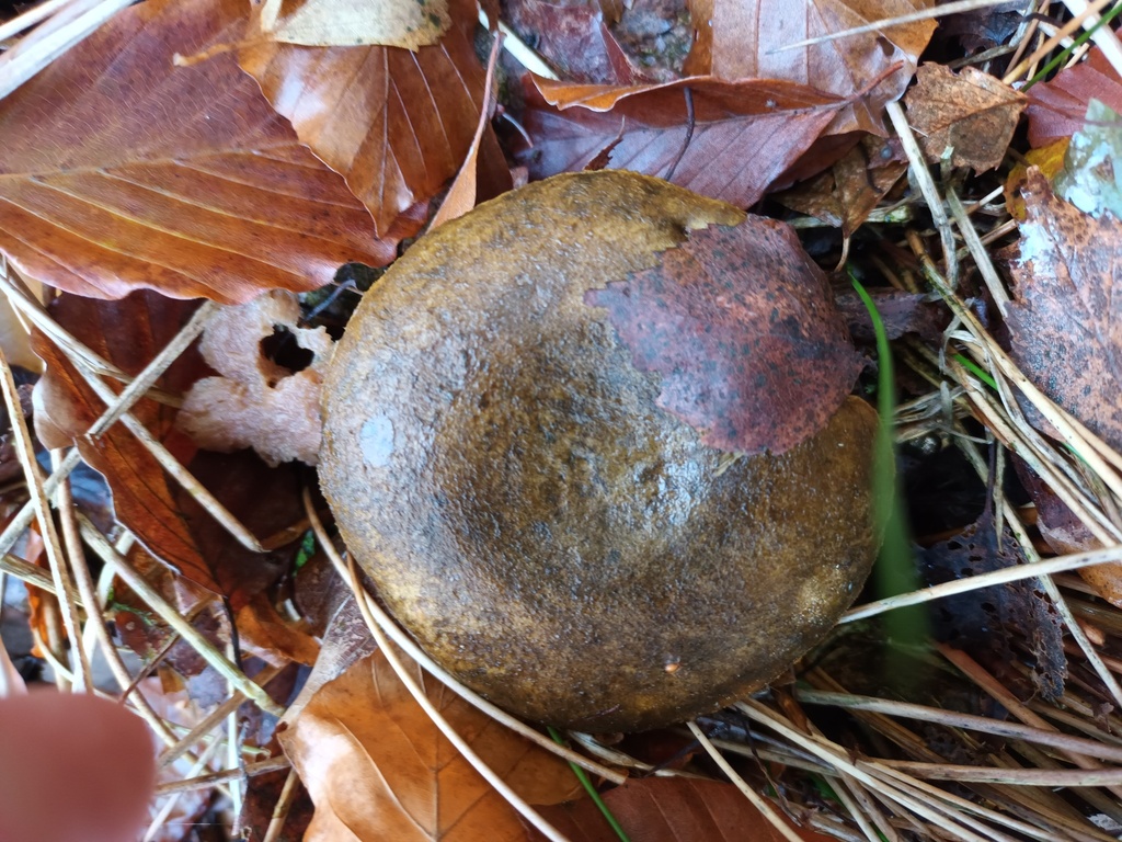 Lactaire plombé (Lactarius turpis)