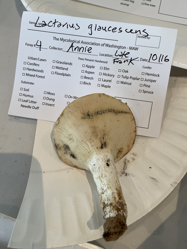 Lactaire poivré (Lactarius piperatus)
