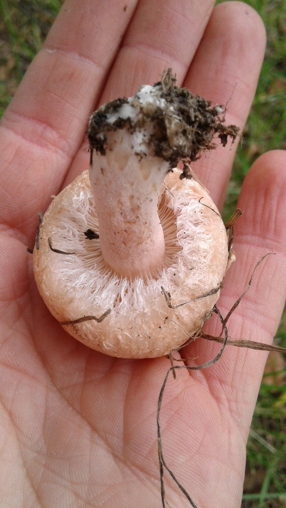 Lactaire pubescent (Lactarius pubescens)