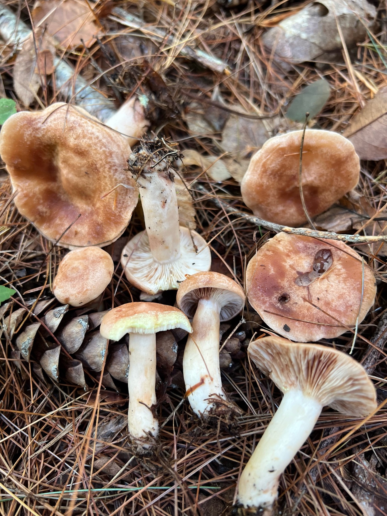 Lactaire rougissant (Lactarius vinaceorufescens)