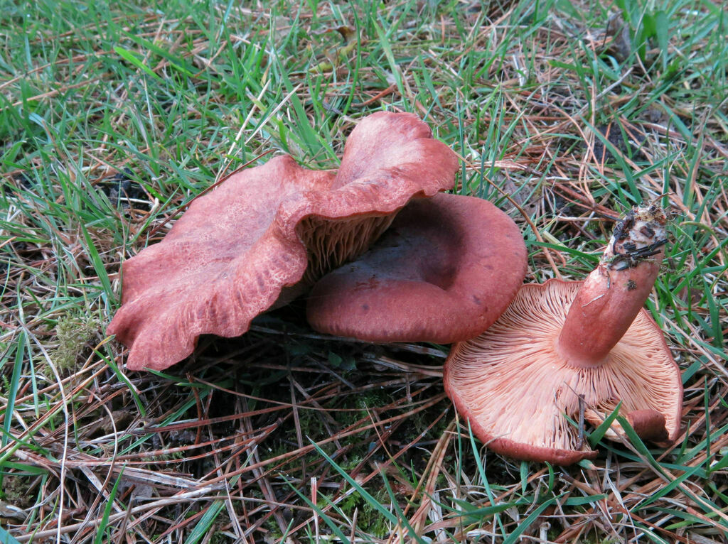 Lactaire roux (Lactarius rufus)