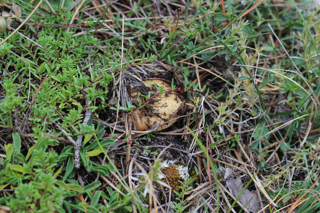 Lactaire sanguin (Lactarius sanguifluus)