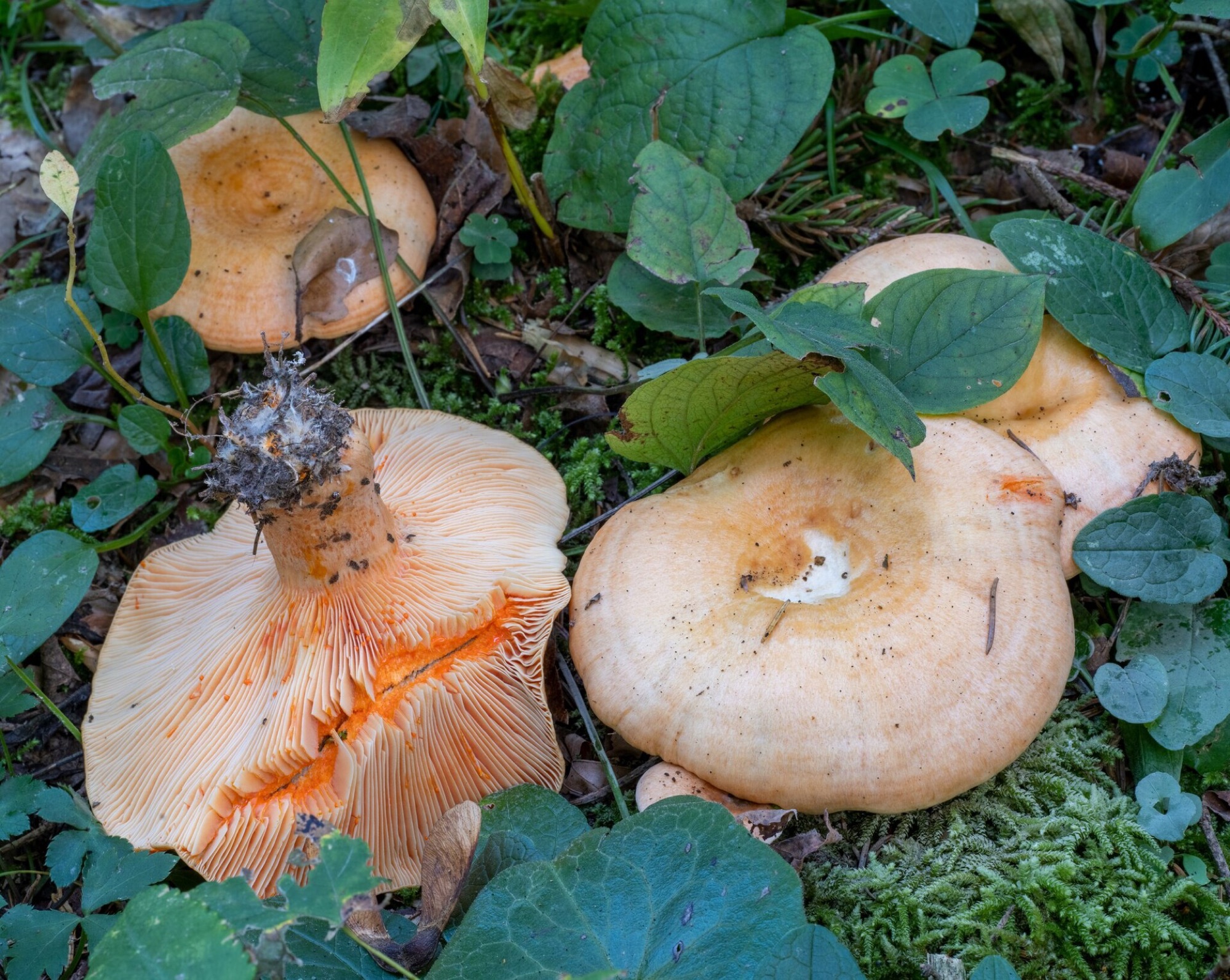 Lactaire saumon (Lactarius salmonicolor)