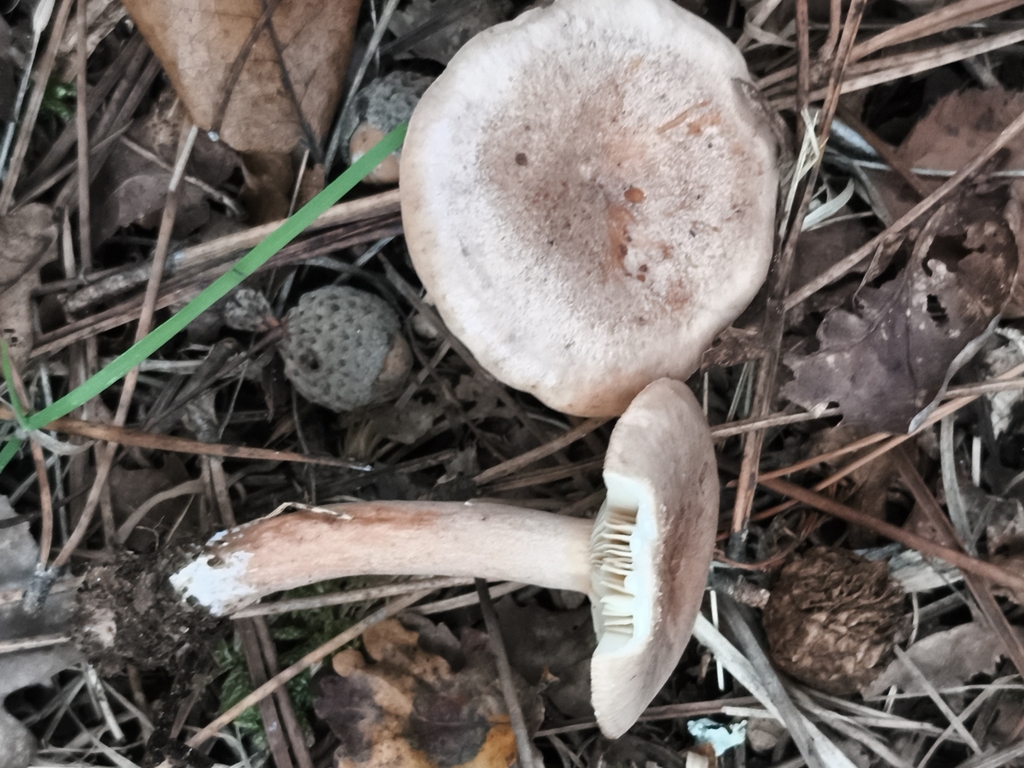 Lactaire tranquille (Lactarius quietus)