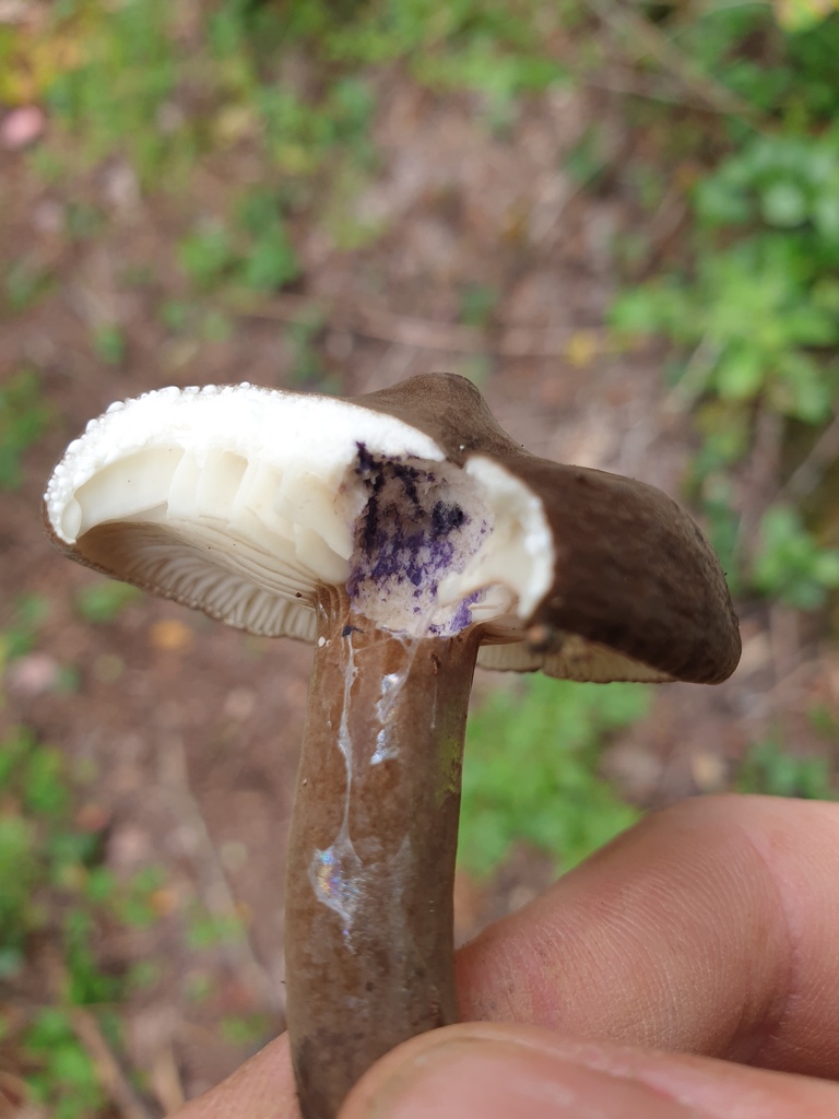 Lactaire velours (Lactarius lignyotus)