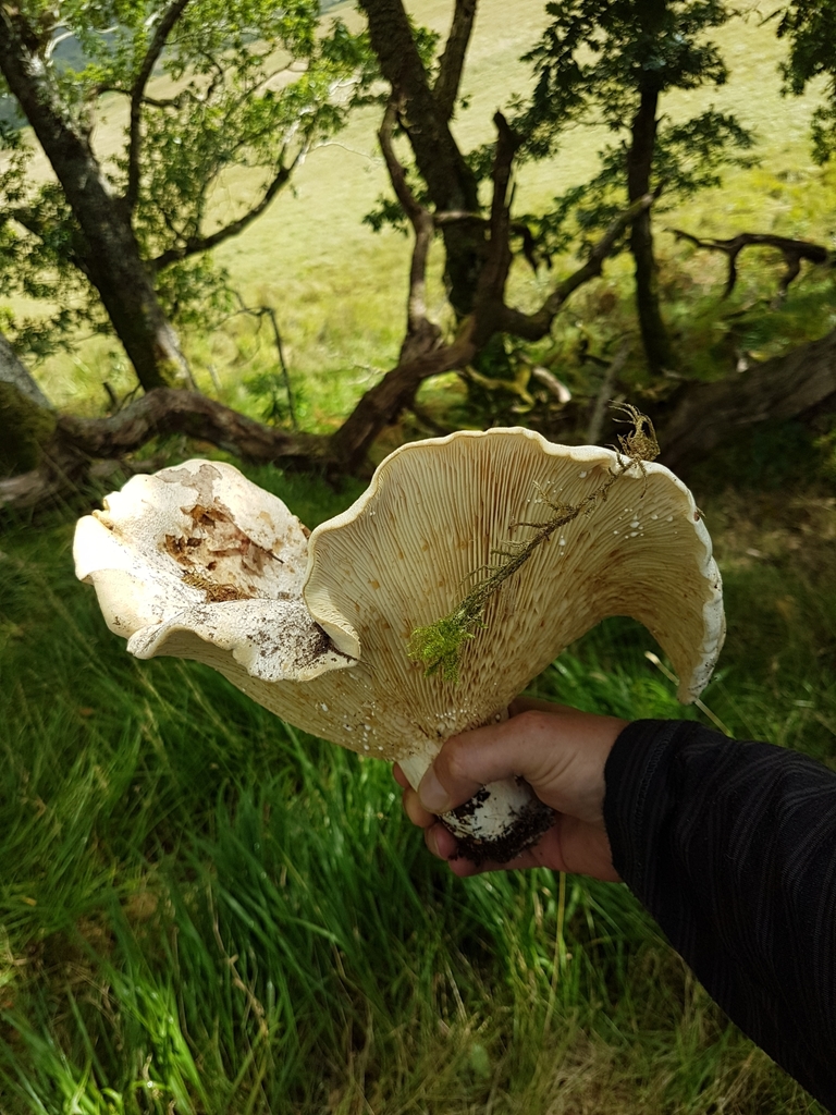 Lactaire velouté (Lactifluus vellereus)
