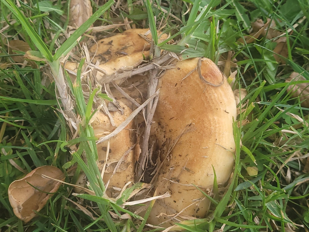 Lactarius alnicola (Lactarius alnicola)