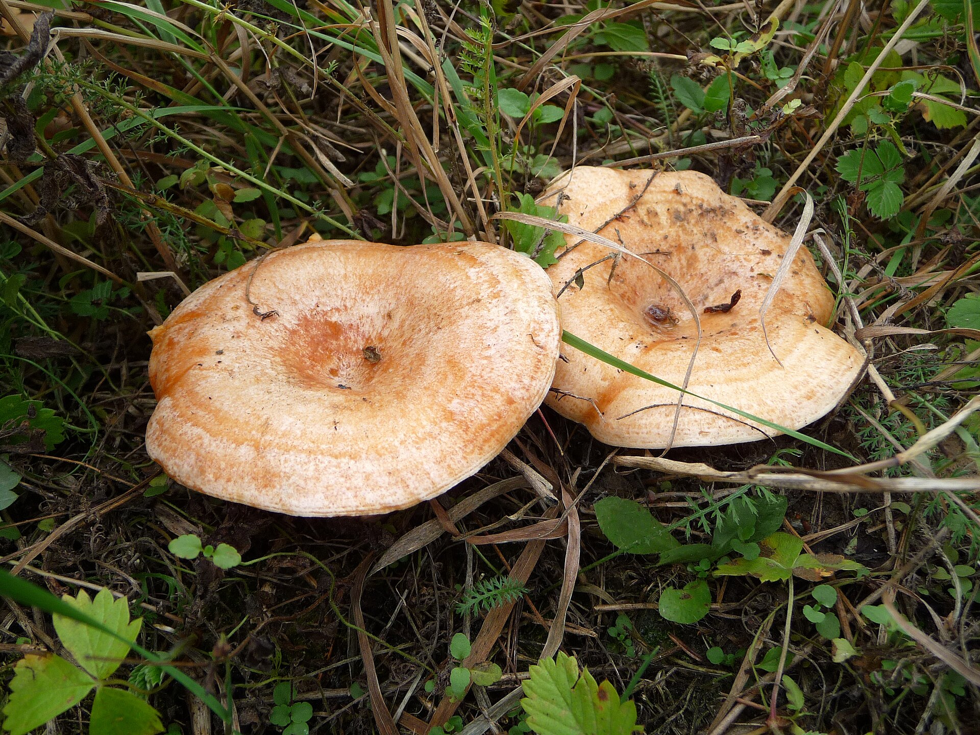 Lactaire délicieux (Lactarius deliciosus)