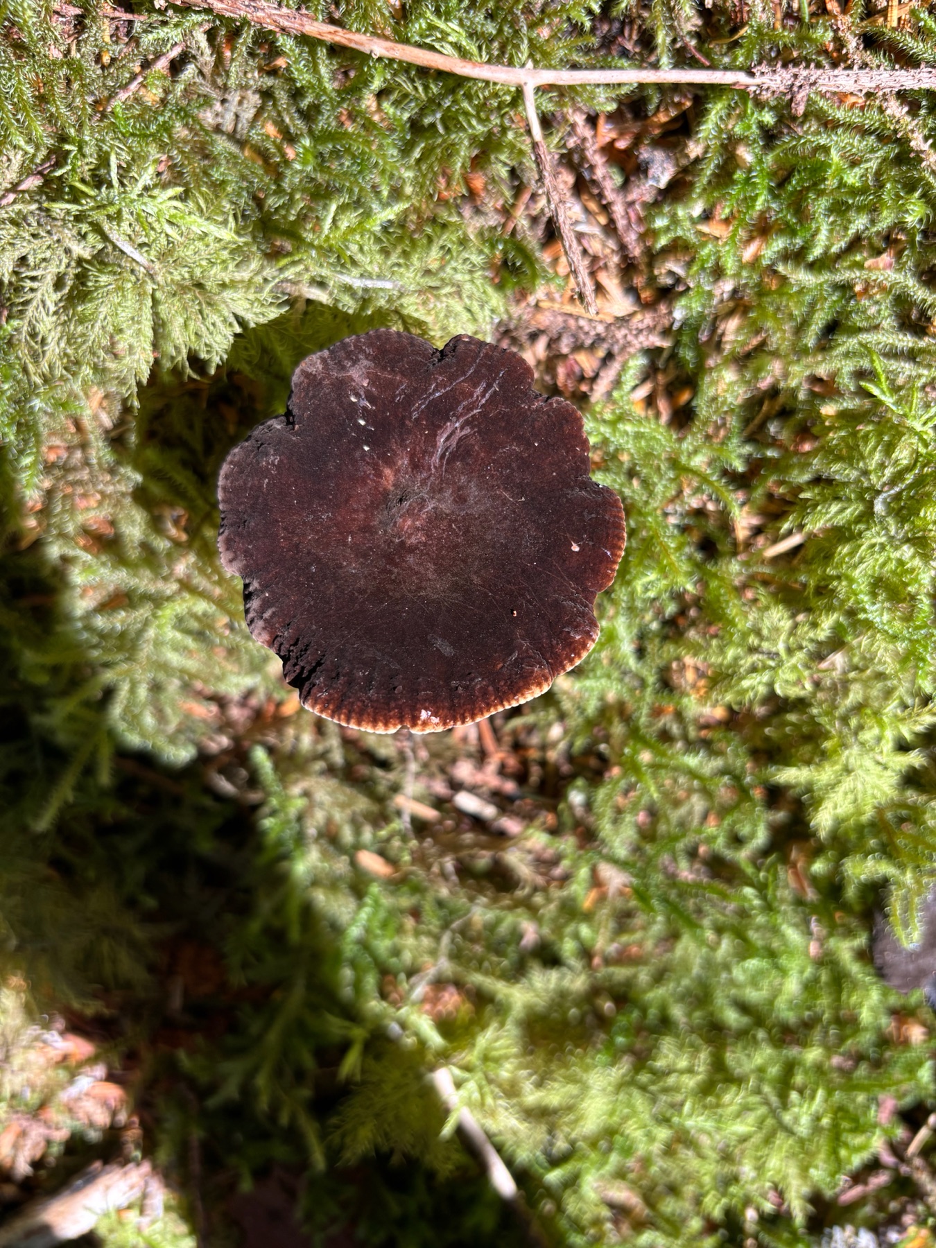 Lactarius fallax (Lactarius fallax)