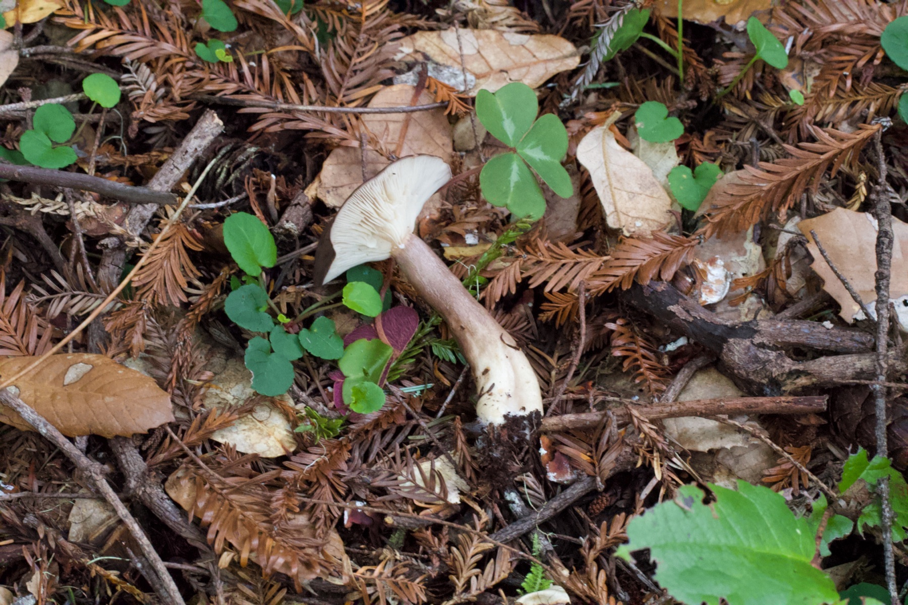 Lactarius pseudomucidus (Lactarius pseudomucidus)