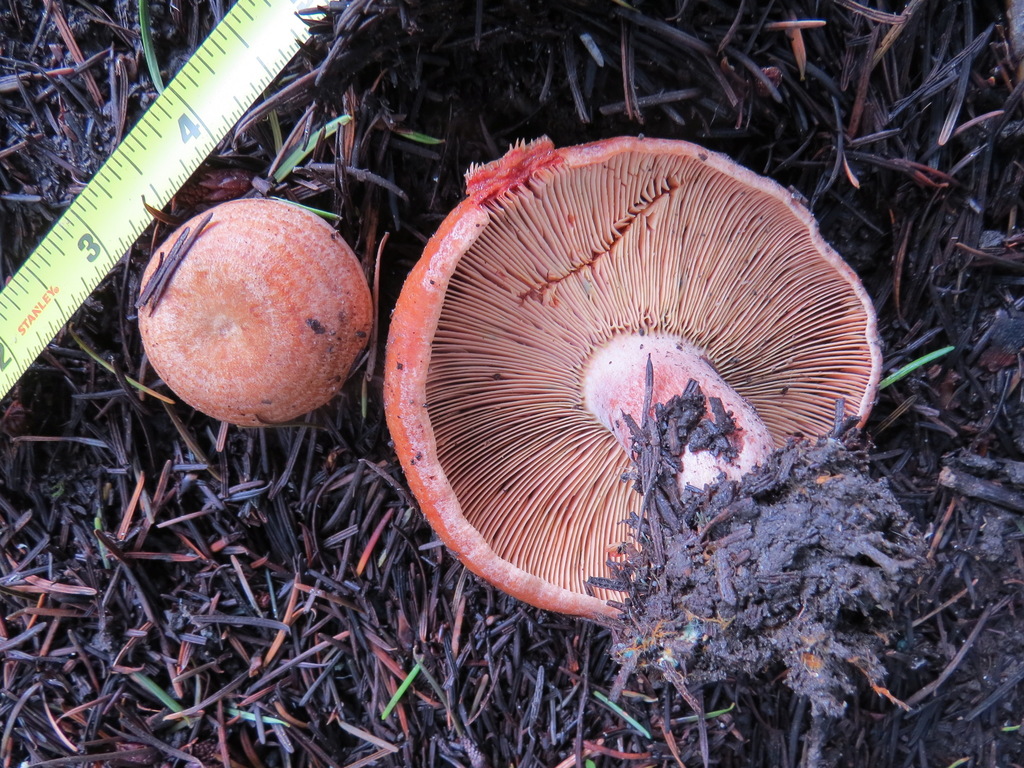 Lactarius rubrilacteus (Lactarius rubrilacteus)