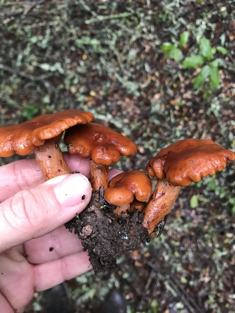 Lactarius rufulus (Lactarius rufulus)