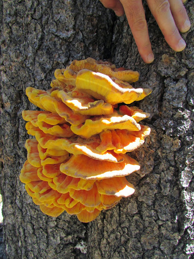 Laetiporus conifericola (Laetiporus conifericola)