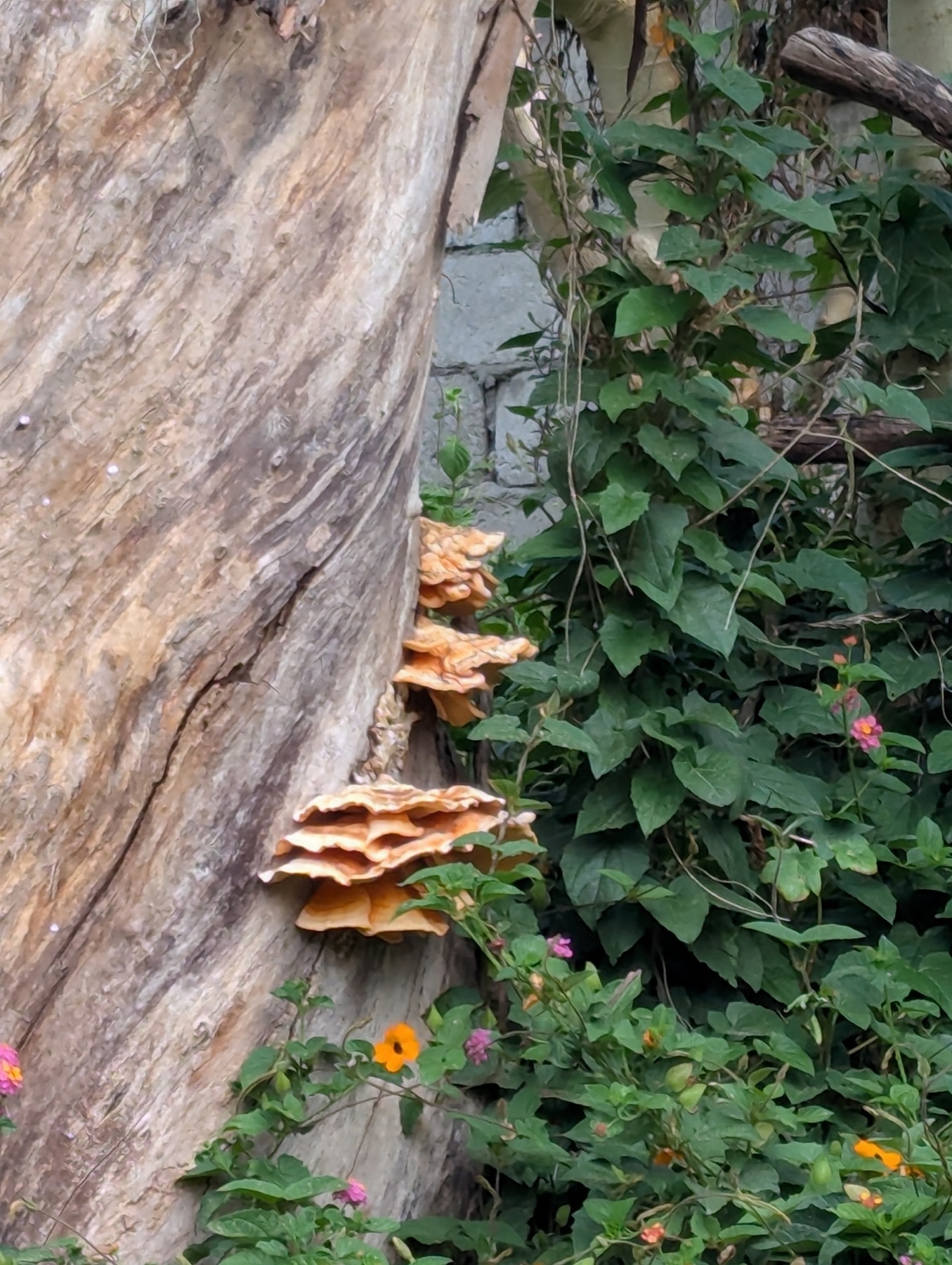 Laetiporus gilbertsonii (Laetiporus gilbertsonii)