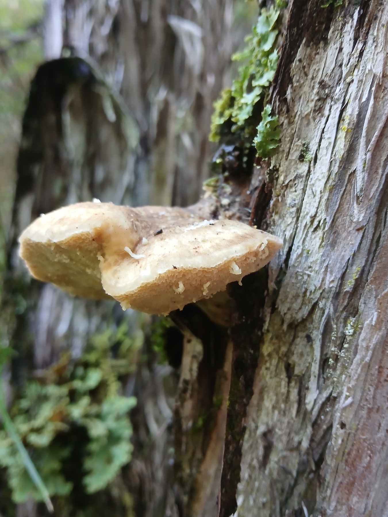 Laetiporus portentosus (Laetiporus portentosus)