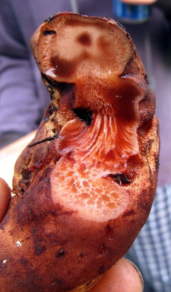 Langue-de-bœuf (Fistulina hepatica)