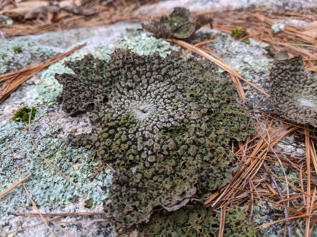 Lasallie papuleuse (Lasallia papulosa)