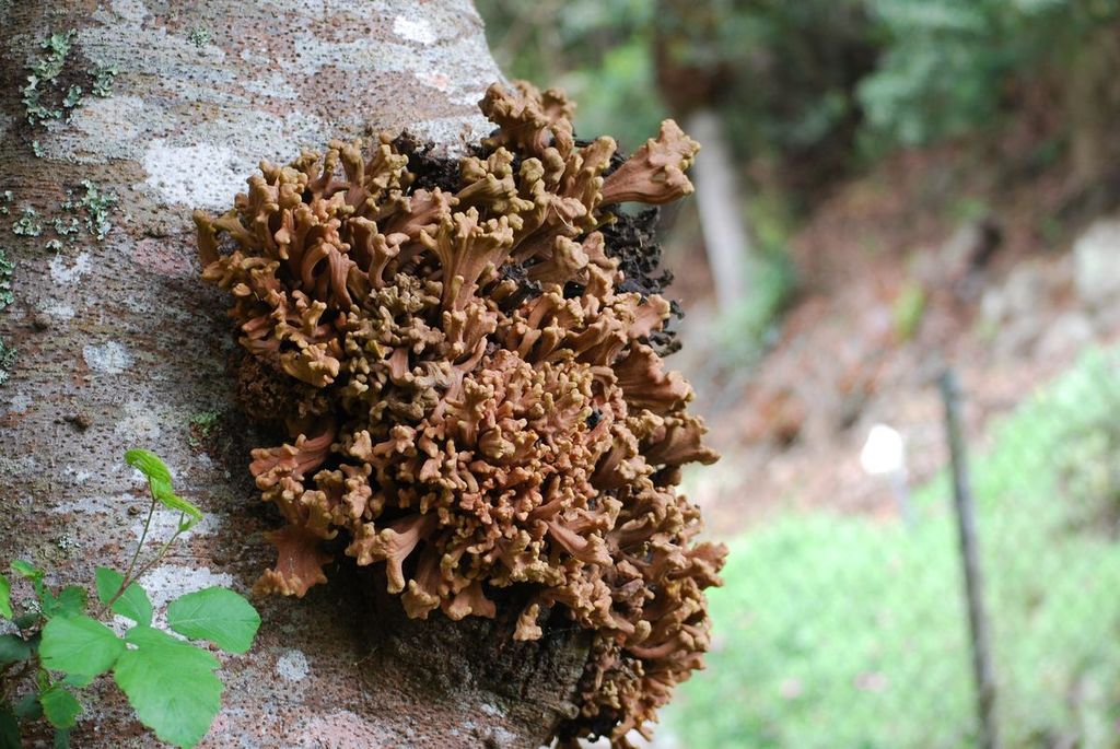 Laurobasidium lauri (Laurobasidium lauri)