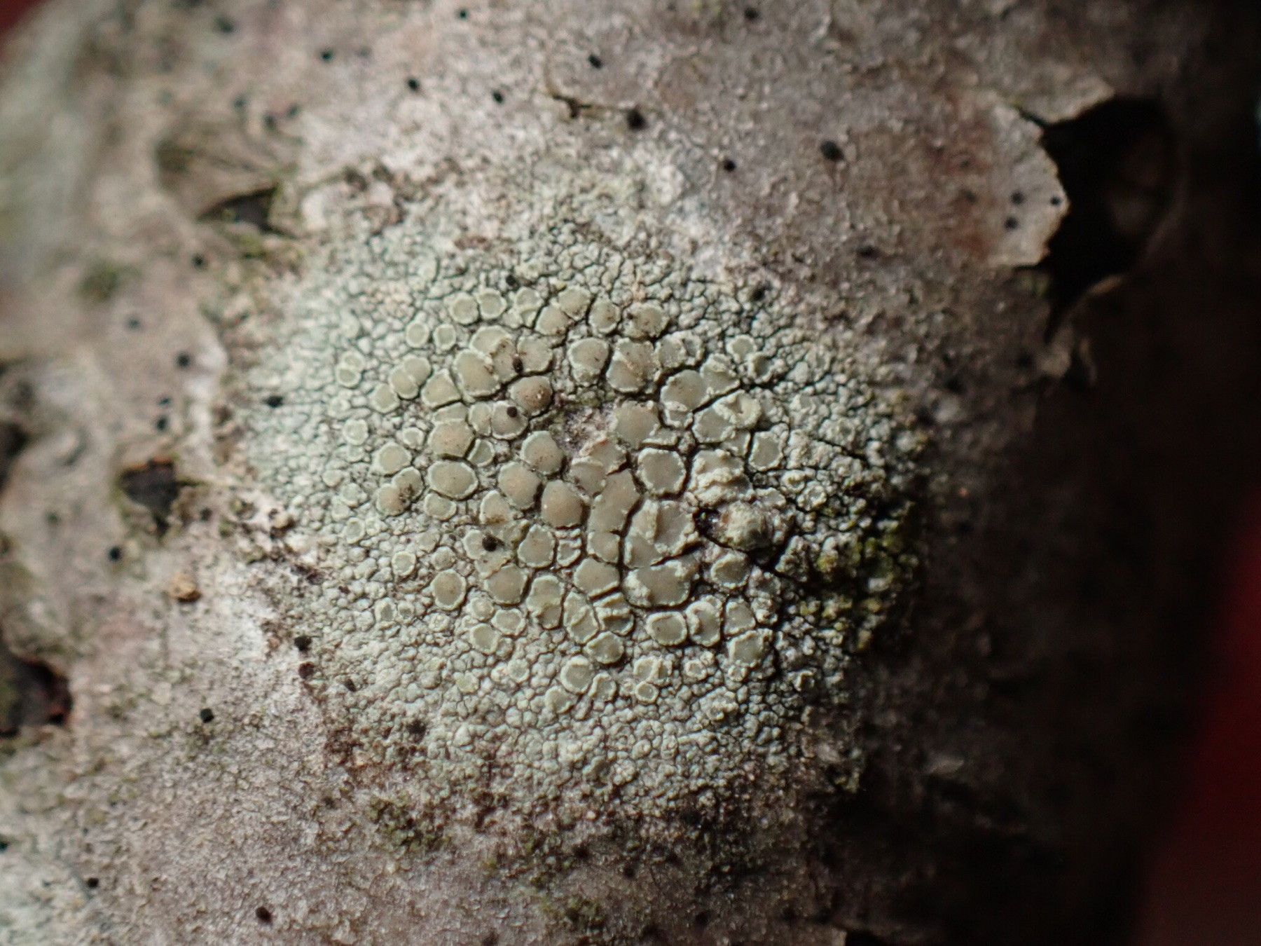 Lecanora strobilina (Lecanora strobilina)