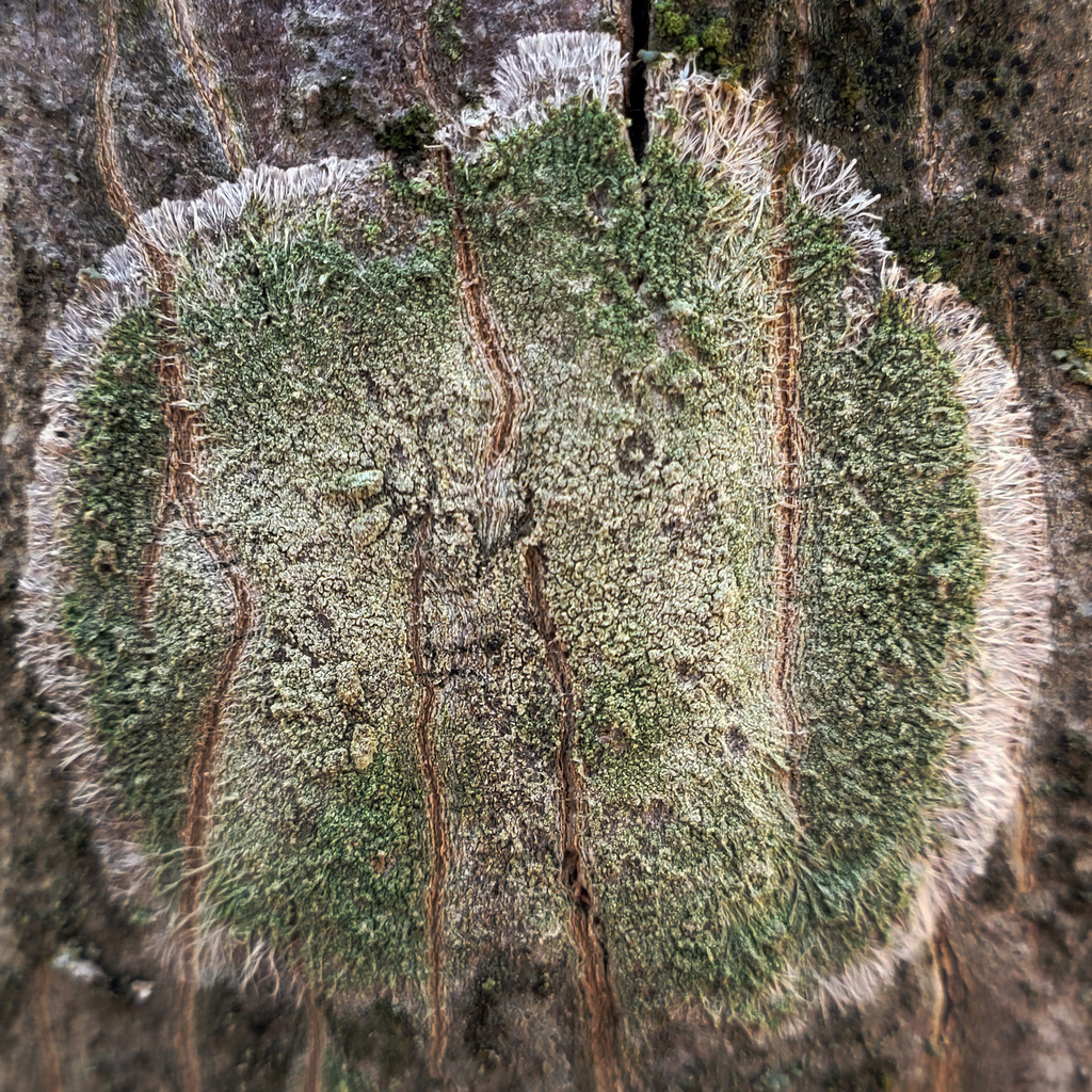 Lecanora thysanophora (Lecanora thysanophora)