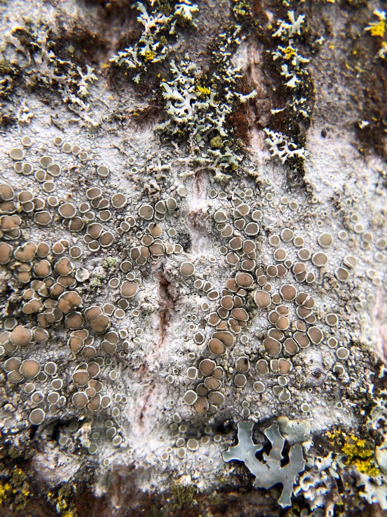 Lécanore brun vif (Lecanora chlarotera)