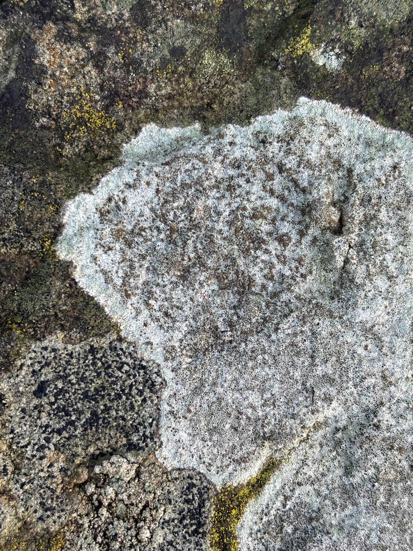 Lécanore champêtre (Lecanora campestris)