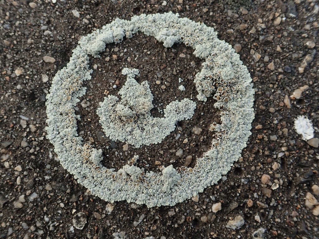 Lécanore des murs (Protoparmeliopsis muralis)