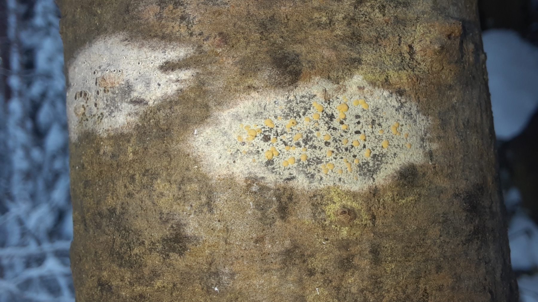 Lécanore en fusion (Lecanora symmicta)
