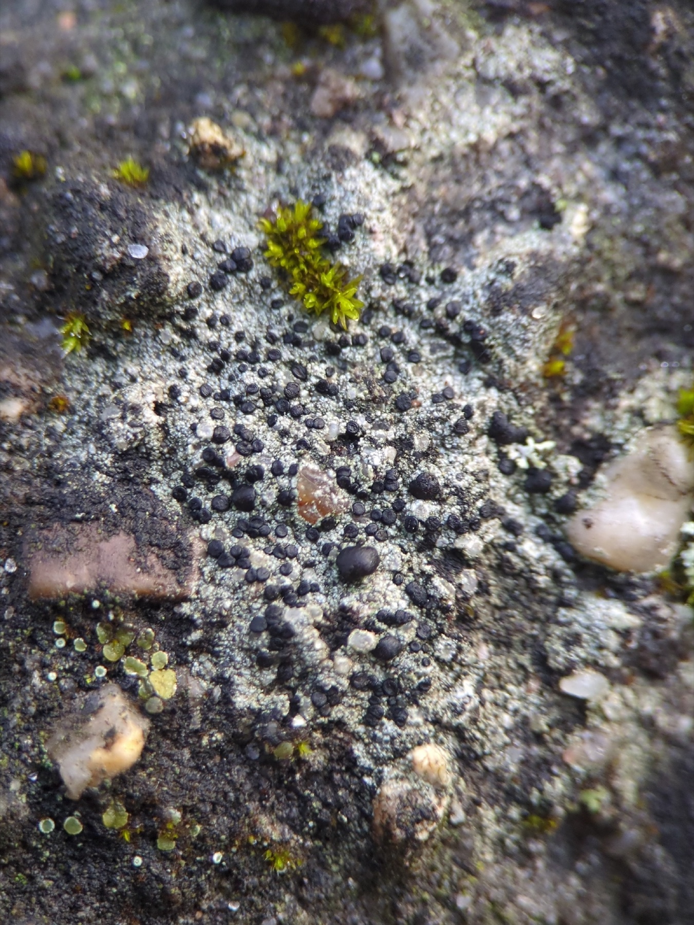 Lecidella stigmatea (Lecidella stigmatea)