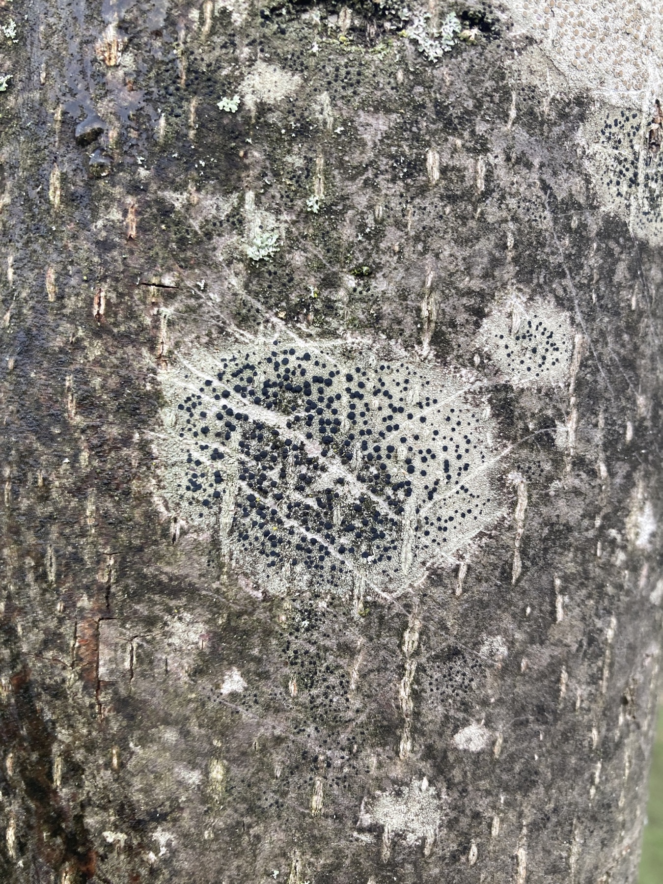 Lécidelle vert grisâtre (Lecidella elaeochroma)