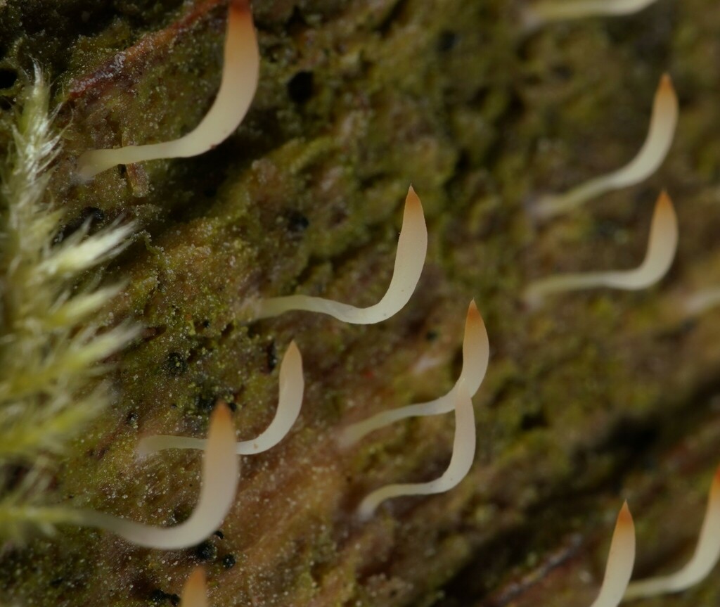 Lentaire muqueuse (Lentaria mucida)