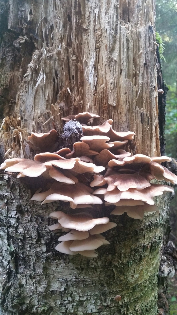 Lentin couleur d'ours (Lentinellus ursinus)