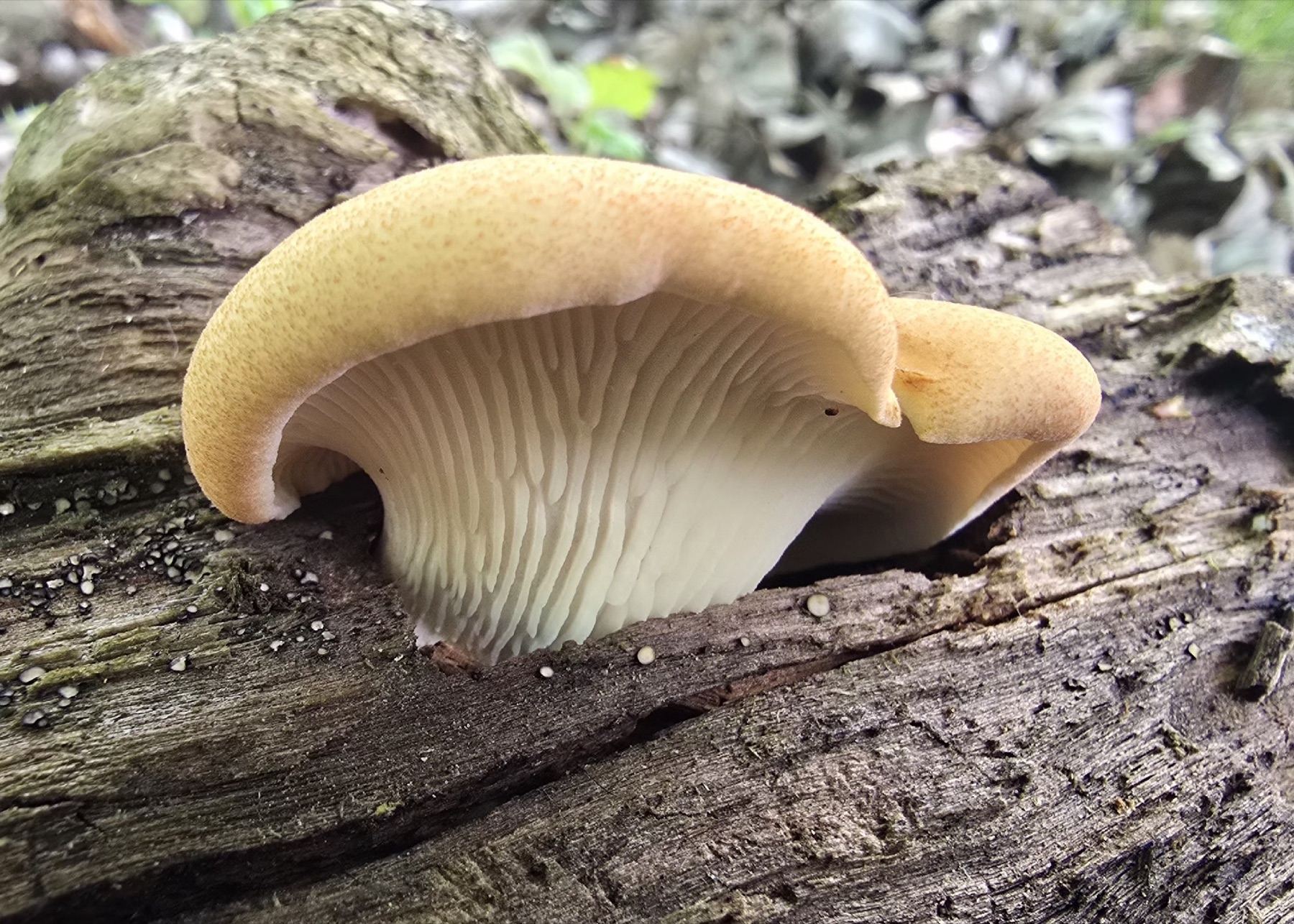 Lentin de Schaeffer (Neolentinus degener)