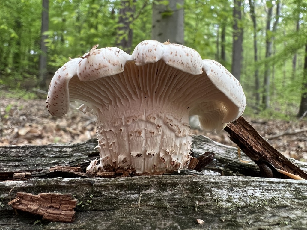 Lentin écailleux (Neolentinus lepideus)