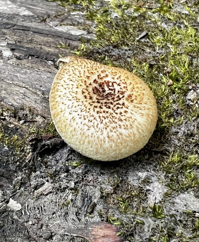 Lentin tigré (Lentinus tigrinus)