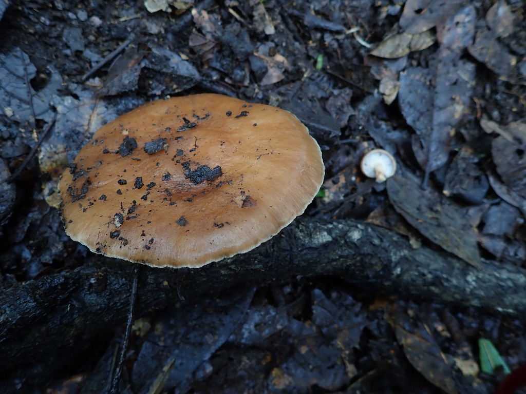 Lentinula américaine (Lentinula boryana)