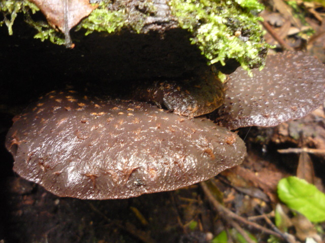 Lentinula de Nouvelle-Zélande (Lentinula novae-zelandiae)