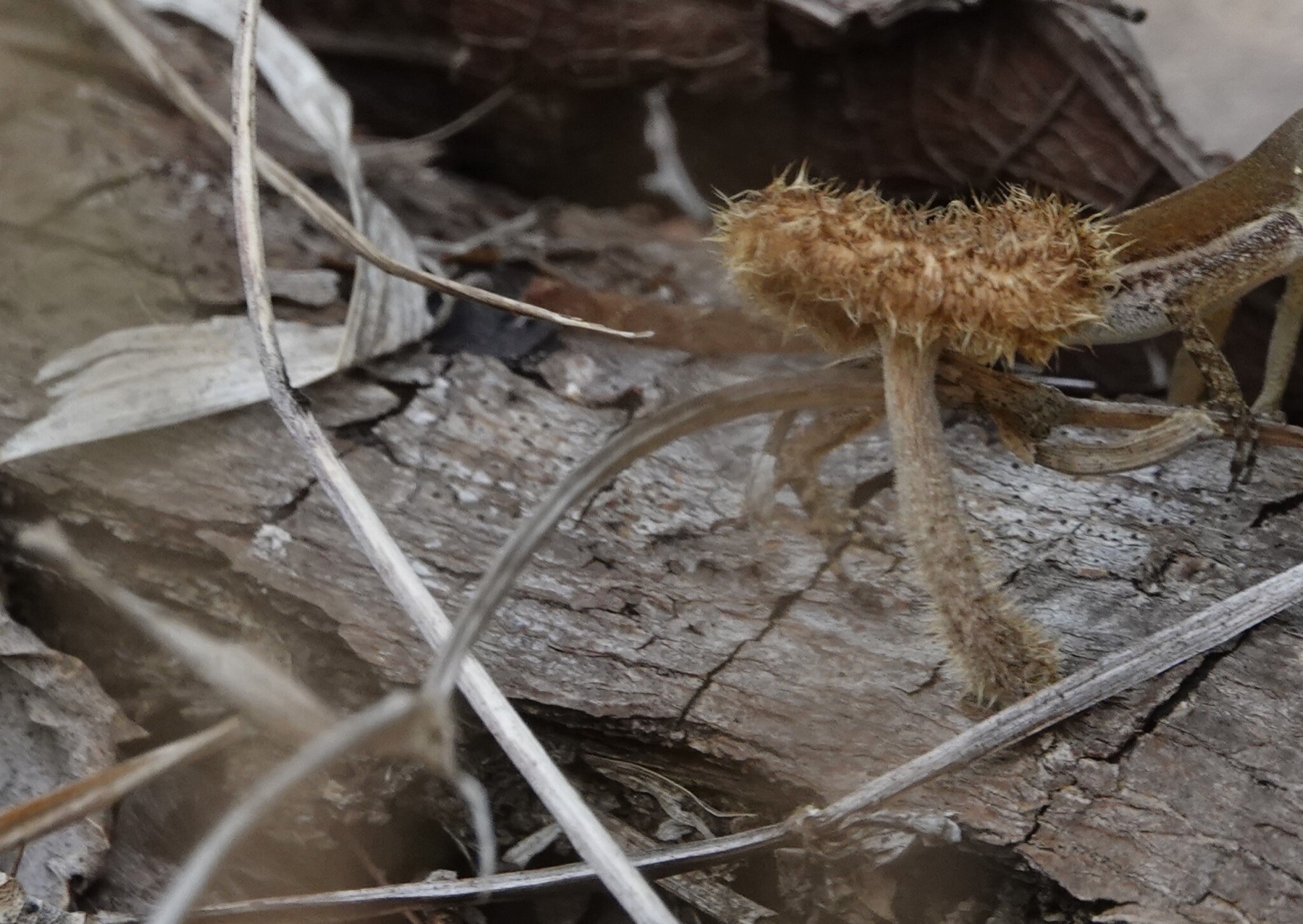 Lentinus berteroi (Lentinus berteroi)