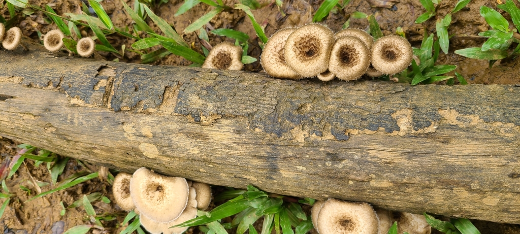 Lentinus crinitus (Lentinus crinitus)
