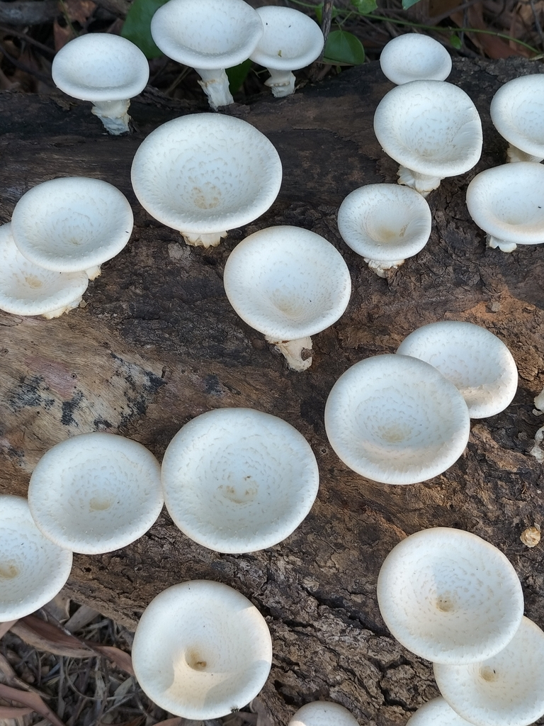 Lentinus sajor-caju (Lentinus sajor-caju)